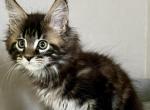 Harry - Maine Coon Kitten For Sale - Miami, FL, US