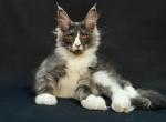 Rocket - Maine Coon Kitten For Sale - Miami, FL, US