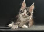 Rick - Maine Coon Kitten For Sale - Miami, FL, US