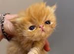 CFA Registered Red Male Persian kitten - Persian Kitten For Sale - Conyers, GA, US