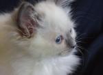 Misti TICA Registered Ragdoll - Ragdoll Kitten For Sale - Troy, KS, US