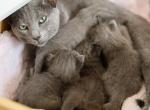 Russian blue kittens for sale - Russian Blue Kitten For Sale - Boston, MA, US