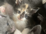 Angelina - Domestic Kitten For Sale - Farmington, CT, US