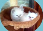 Summer 24 - Himalayan Kitten For Sale - 