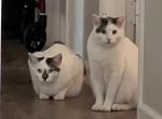 Leo & Lux - Domestic Cat For Adoption - Las Vegas, NV, US