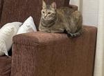 Kitty - Domestic Cat For Adoption - 