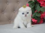 Blue Eyes Scottish Fold Emmy - Scottish Fold Kitten For Sale - Jersey City, NJ, US