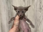 Lavender males - Oriental Kitten For Sale - Cassatt, SC, US