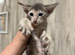 Blue smoke tabby female - Oriental Kitten For Sale - 