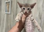 Lavender tabby - Oriental Kitten For Sale - Cassatt, SC, US