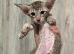 Chestnut tabby male - Oriental Kitten For Sale - Cassatt, SC, US