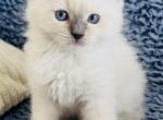 Blue Mitted Female - Ragdoll Kitten For Sale - Los Angeles, CA, US