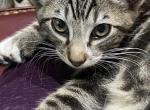 Sterling - Polydactyl Kitten For Adoption - 