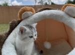 Mojito - British Shorthair Kitten For Adoption - Hutto, TX, US