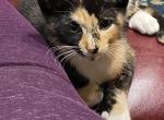 Pixel - Polydactyl Kitten For Sale - 