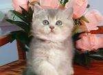 FIFA - British Shorthair Kitten For Sale - San Francisco, CA, US