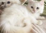 SALE Gweneths Ragdolls - Ragdoll Kitten For Sale - Salem, OR, US