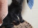 Tide and silver - Turkish Angora Kitten For Sale - Russell, MA, US