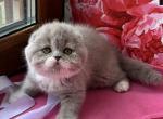 XANDY - Scottish Fold Kitten For Sale - San Francisco, CA, US