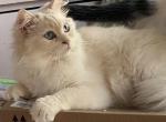 SALE on Lady - Ragdoll Cat For Sale - Salem, OR, US