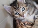 Striped1 - Norwegian Forest Kitten For Sale - Russell, MA, US