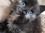 Titu - Norwegian Forest Kitten For Sale - Russell, MA, US