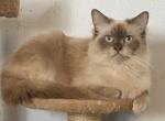 SALE on Latte - Ragdoll Cat For Sale - Salem, OR, US