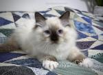 McCheese - Ragdoll Kitten For Sale - Tuscaloosa, AL, US