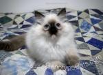 Birdie - Ragdoll Kitten For Sale - Tuscaloosa, AL, US