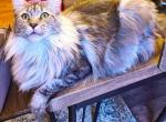 Violet - Maine Coon Cat For Sale - Kansas City, MO, US