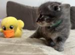 Muffin - Scottish Fold Kitten For Sale - Syracuse, NY, US