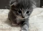 Champion - Scottish Fold Kitten For Sale - Syracuse, NY, US