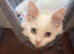 Adorable Ragdoll Kitten 2 - Ragdoll Kitten For Sale - Walnut Creek, CA, US