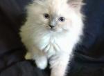 Snow TICA Registered Ragdoll - Ragdoll Kitten For Sale - Troy, KS, US