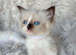 Zoe - Ragdoll Kitten For Sale - Las Vegas, NV, US