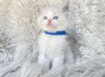 Felix - Ragdoll Kitten For Sale - Las Vegas, NV, US