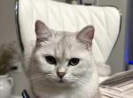 Pearl - British Shorthair Cat For Sale/Service - Alpharetta, GA, US