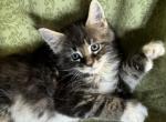 Brown Poly Maine Coon - Maine Coon Kitten For Sale - Burlington, VT, US