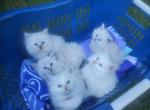 Purebred Siberian kittens Litter F - Siberian Kitten For Sale - 