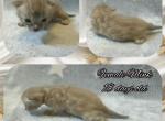 Female Mink Bengal - Bengal Kitten For Sale - Edgewood, MD, US