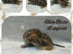 Male Brown Bengal - Bengal Kitten For Sale - Edgewood, MD, US