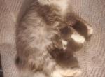 TICA registered Siberian kittens - Siberian Kitten For Sale - Bellingham, WA, US