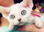 Yukimi - Devon Rex Kitten For Sale - Spokane, WA, US