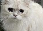 SALE on Liza - Ragamuffin Cat For Sale - Salem, OR, US