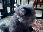 Emma's AristoCat - Persian Kitten For Sale - Vincennes, IN, US