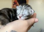 Blue torti female - Maine Coon Kitten For Sale - Auburn, IN, US