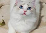 doya - Ragdoll Kitten For Sale - 