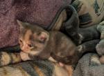 Smokey - Domestic Kitten For Sale - 