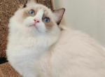 kaison - Ragdoll Kitten For Sale - Irvine, CA, US