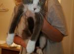 Tidbit - Domestic Cat For Adoption - Bowie, TX, US